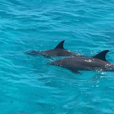 Saiyona Antje Gruler Delfinretreat Hurghada